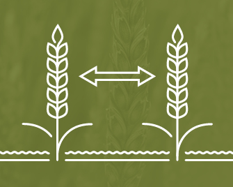 Winter wheat row spacing infographic